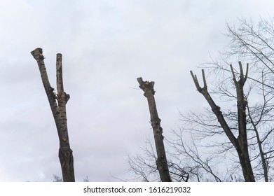 Dead Trees With Cut Top Sections Against The Sky