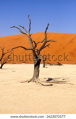 The dead trees of Deadvlei, Namibia