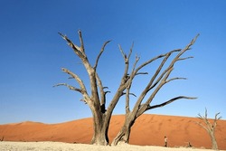 Dead Trees In Deadvlei- Sossusvlei- Namib Desert- Namibia