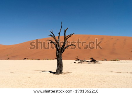 dead trees in Deadvlei valley by dry season in Namibia