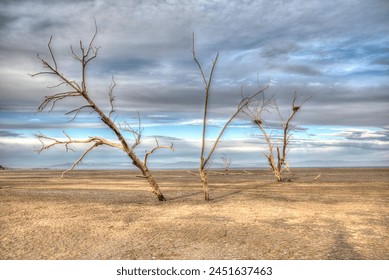 dead trees in the desert