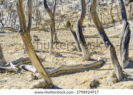 Dead trees in a desolate volcanic landscape with yellow sulfur soil, dry and barren terrain with weathered tree trunks in a geothermal area, natural disaster concept