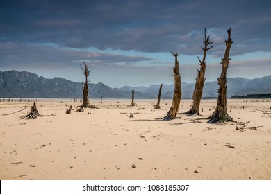 Dead trees in a dried up lake in a drought stricken region under a cloud sky, in Cape Town, South Africa