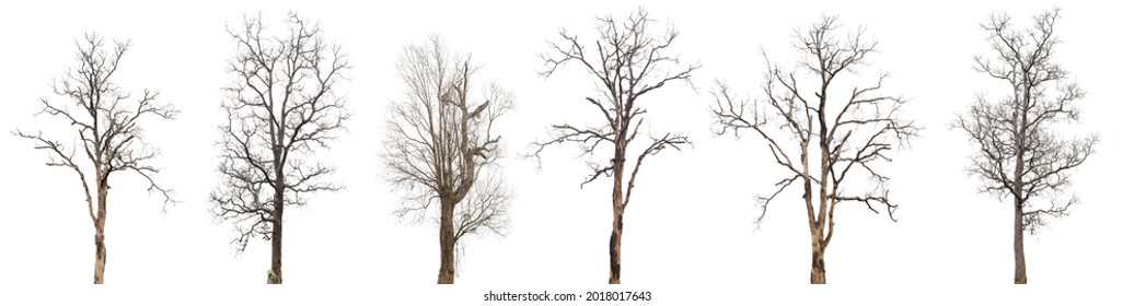 dead trees or dry tree collection isolated on white background.