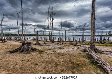 Dead Trees in the forest around a lake with low water levels. This photo depicts drought conditions and Climate Change. Location is Manasquan Reservoir, New Jersey.