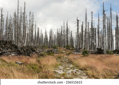 Dead trees in forest, Bayerischer Wald, Germany