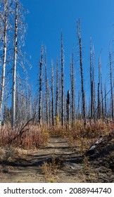 Dead Trees From A Forest Fire Line The Hiking Trail On Mt Kobau In British Columbia, Canada On An Autumn Day