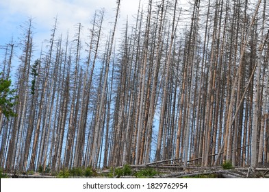Tote Bäume im Harz