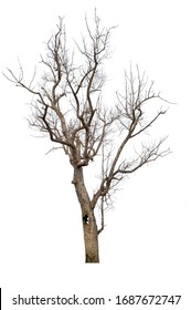 
Dead Trees Isolated On A White Background