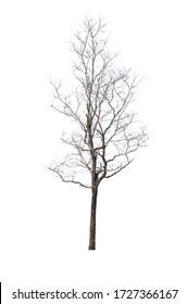 Dead trees isolated on a white background
