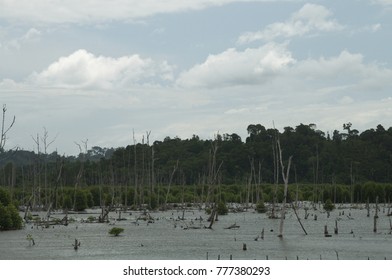 Dead trees in lake