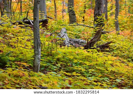 Dead trees in the middle of lush Maple plants in autumn time