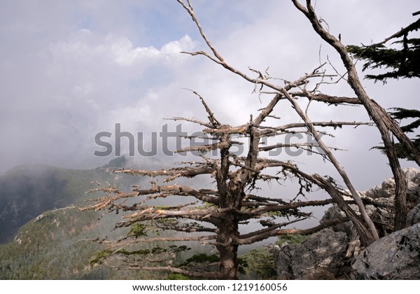 dead trees nature offer aesthetic image nature stock image 1219160056 shutterstock