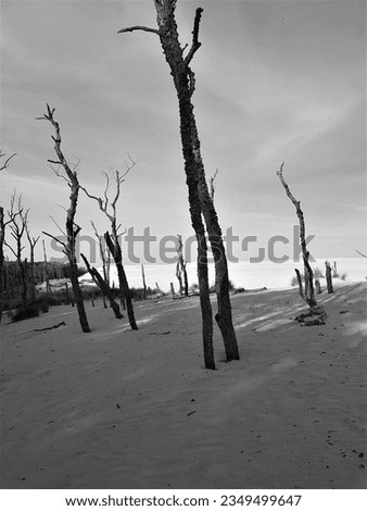 Dead trees on the desert