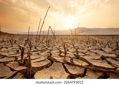 Dead trees on dry cracked earth metaphor Drought, Water crisis and World Climate change. - Shutterstock ID 2264793013