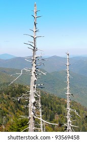 Dead Trees On Waterrock Knob