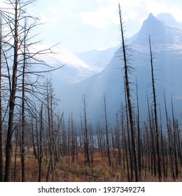 Dead Trees From A Past Fire At Glacier National Park