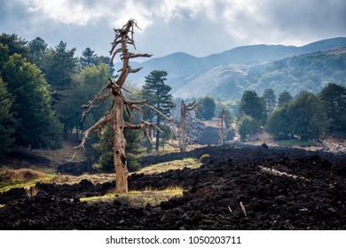 Dead trees at Piano Provenzana, on the northern side of Mount Etna