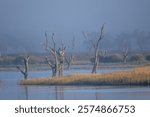 Dead trees in a reed bed reach for the sky as they provide perches for birds on a misty morning at Hart Lagoon on the Murray River at the town of Waikerie in South Australia.