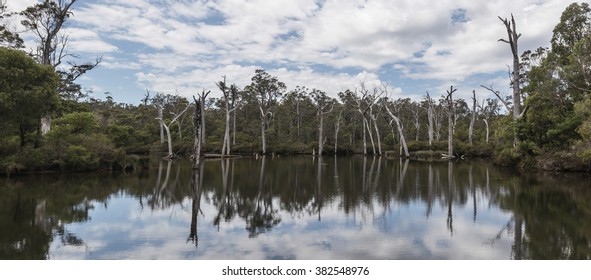 Dead Trees with Reflection in the Lake 