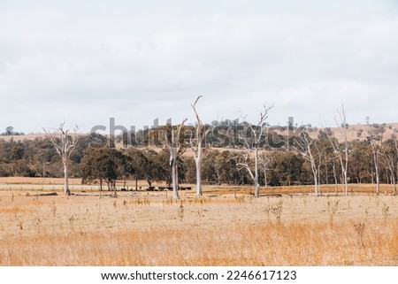 Dead trees in rural Australia