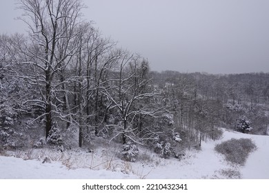 Dead Trees In Snow Winter