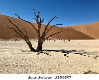 The Dead Trees Of Sossusvlei