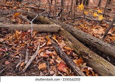  Dead trees  surrounded by colorful autumn leaves covering the forest floor