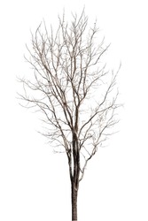 Dead Trees In Thailand Isolated On A White Background