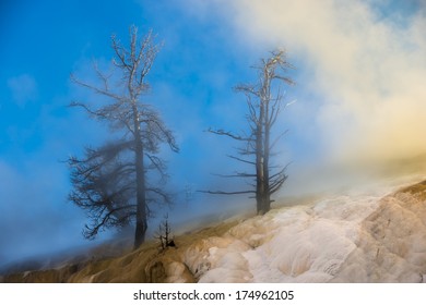 Dead Trees and Thick Geyser Steam against Beautiful Winter Sunset sky  - Yellowstone National Park 