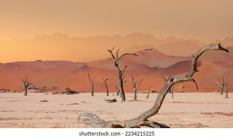 Dead trees in Dead Vlei  - Sossusvlei, Namib desert, Namibia - Powered by Shutterstock