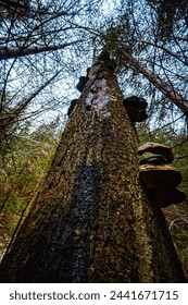 A dead trunk of an old beech tree covered with moss and wood-destroying fungi.