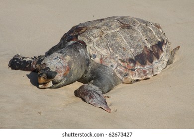 2,613 Turtle Dead Images, Stock Photos & Vectors | Shutterstock