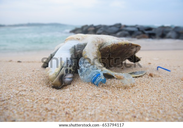 Dead\
turtle among plastic garbage from ocean on the\
beach