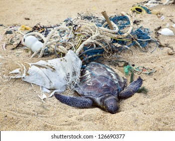 1,131 Turtle Dead On Beach Images, Stock Photos & Vectors | Shutterstock