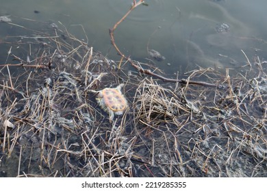 A Dead Turtle On The Lake.