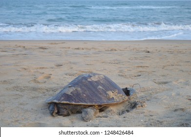 Dead turtle on the shore
