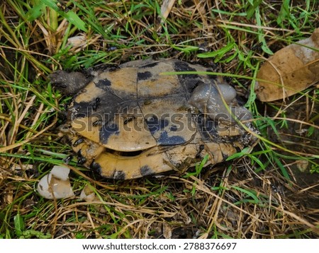 a dead turtle in a thicket of grass surrounded by flies and ants