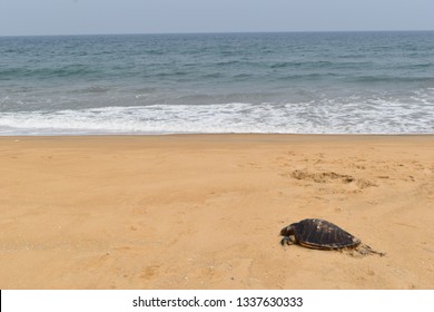 Dead turtle or tortoise at seashore - Shutterstock ID 1337630333