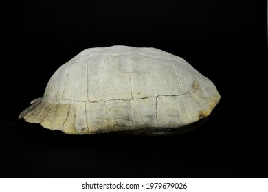 1,055 Shell Dead Turtle Images, Stock Photos & Vectors | Shutterstock