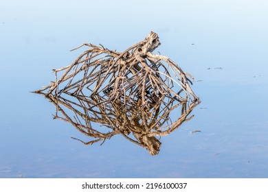 Dead Twiggy Plant Reflected On Water