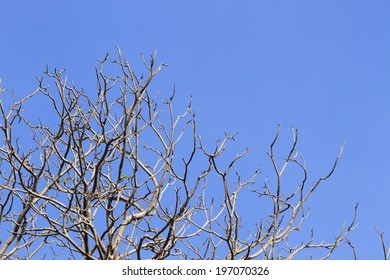 Dead Twigs Blue Sky Stock Photo (Edit Now) 197070326