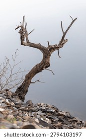 Dead twisted tree trunk standing on rocky shore against minimalist foggy grey background