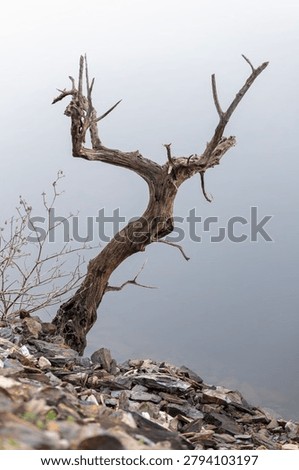 Dead twisted tree trunk standing on rocky shore against minimalist foggy grey background