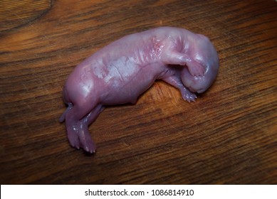 Dead unborn embryo of a rabbit. Aborted fetus.