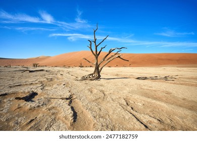 Dead Vachellia erioloba tree in Deadvlei, Namibia - Powered by Shutterstock