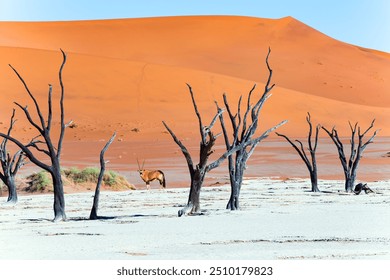 Dead Valley (Deadvlei) is the attraction in the Park Namib-Naukluft. Surrounded by the orange dunes of Sossusvlei. Oryx - saber-horned antelope in the Namib Desert.  - Powered by Shutterstock