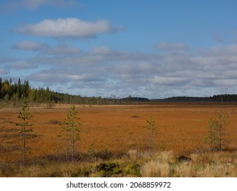 Dead Vegetation On The Bog Surface That Maintains Carbon Neutrality