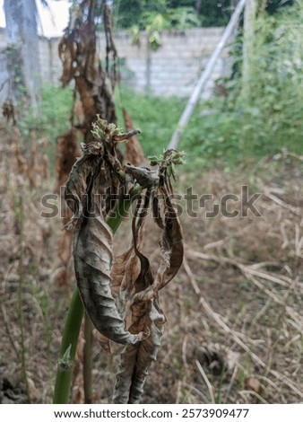 dead vegetation,a consequence of herbicide misuse