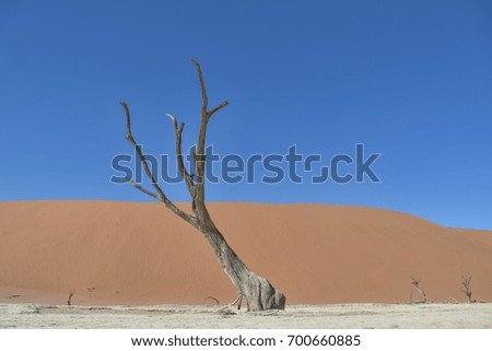 Similar – Dead Vlei Namibia